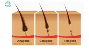 As 3 Fases do Ciclo de Crescimento Capilar