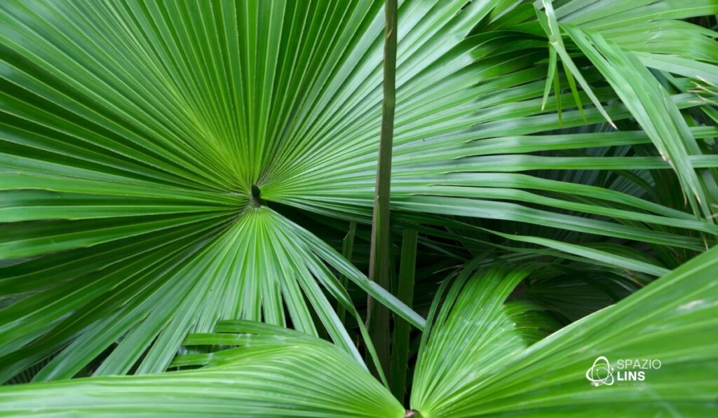 Saw Palmetto funciona para a calvície? Descubra a verdade sobre esse fitoterápico