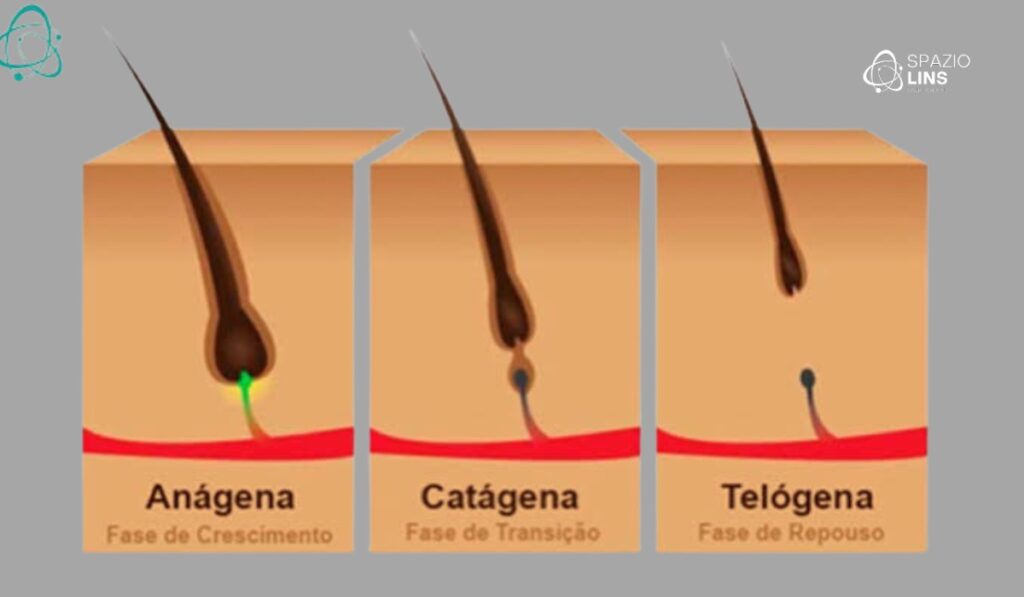 Ciclo capilar: como funciona e por que a queda aumenta em algumas fases