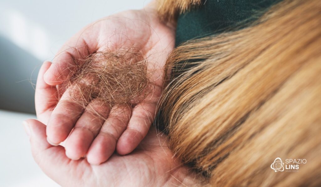 Cabelo caindo da raiz: o que pode ser?